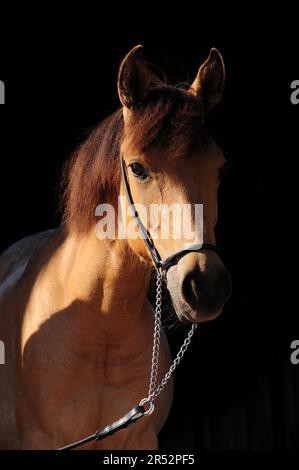 Paso fino, Yearling, dun, col, col Foto Stock