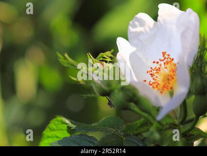 Fiore bianco di rosa canina (Rosa canina), Renania settentrionale-Vestfalia, Germania Foto Stock