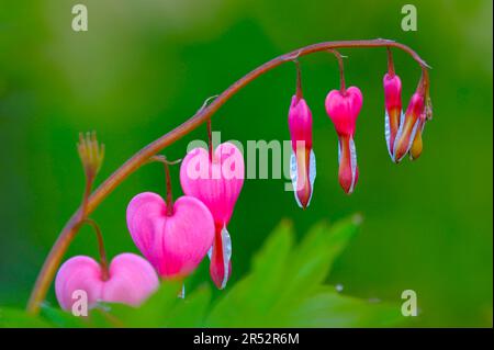 Auto di Venus, cuore sanguinante, pantaloni di Dutchman, o fiore di lira (Dicentra spectabilis) Foto Stock