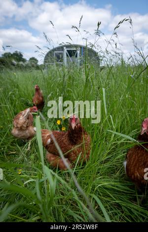 L'anatre Hill Farm è una fattoria di uova a Northwood, vicino a Londra, che vende le uova tramite un distributore automatico. Foto Stock