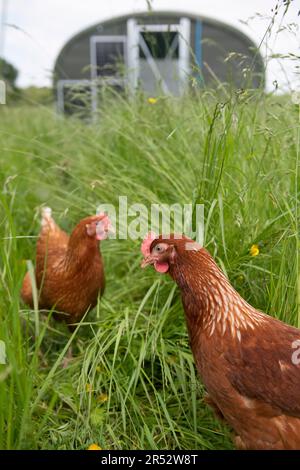 L'anatre Hill Farm è una fattoria di uova a Northwood, vicino a Londra, che vende le uova tramite un distributore automatico. Foto Stock
