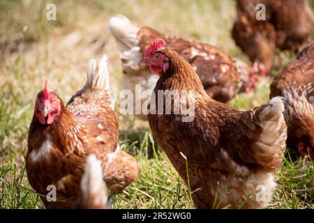 L'anatre Hill Farm è una fattoria di uova a Northwood, vicino a Londra, che vende le uova tramite un distributore automatico. Foto Stock