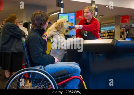 Utente di sedia a rotelle e Golden Retriever, al check-out in supermercato, cane accompagnatore disabili, cane di assistenza, Belgio Foto Stock