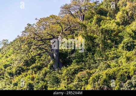 Nella foresta incontaminata sulla riva del lago Malawi crescono anche i possenti alberi di Baobab. Kasankha, Malawi Foto Stock