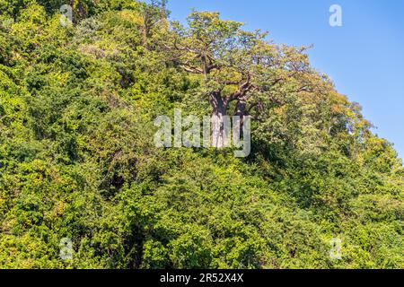 Nella foresta incontaminata sulla riva del lago Malawi crescono anche i possenti alberi di Baobab. Baobab alberi nella giungla sulla ripida riva del lago Malawi. Baobab Tree's può immagazzinare molta acqua Kasankha, Malawi Foto Stock