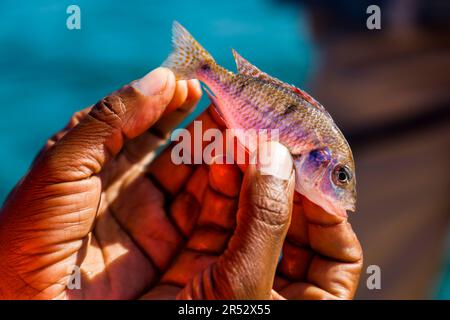 Pesci d'acqua dolce della famiglia dei cichlidi, pescati da un pescatore in una canoa sul lago Malawi Foto Stock