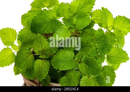 Il balsamo al limone lascia un primo piano su uno sfondo bianco Foto Stock