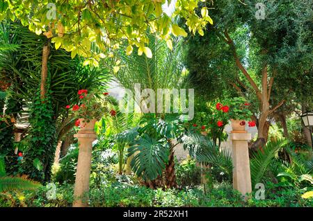 Giardino, Banys Arab, Palma di Maiorca, Maiorca, Spagna, Banos Arabes, bagni arabi Foto Stock