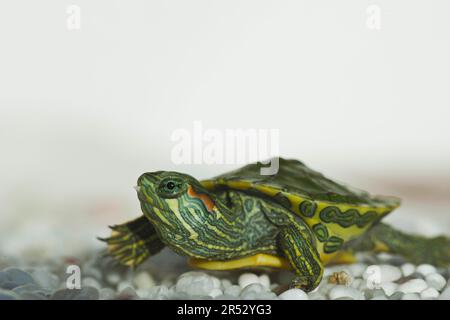 Cursore dalle orecchie rosse (Trachemys scripta elegans), giovanile con dente d'uovo (Pseudemys scripta elegans) Foto Stock