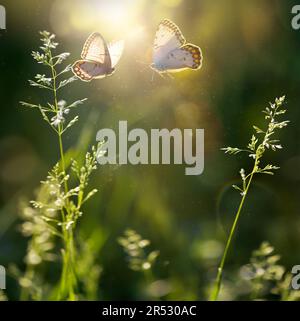 estate foresta glade con erba fiorita e farfalle in una giornata di sole; retroilluminazione, chiave alta Foto Stock