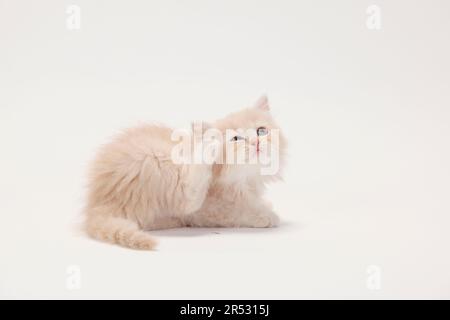 Gatto inglese longhair, gattino, 8 settimane, bianco crema, Highlander, Lowlander, Britannica, BLH Foto Stock