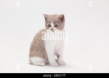 Gatto inglese longhair, bianco cucciolo, gattino, 9 settimane, Highlander, Lowlander, Britannica, BLH Foto Stock