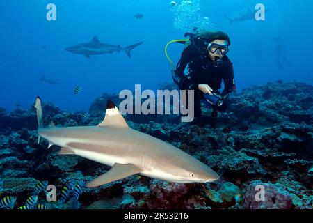 Squalo reef da sub e punta nera, squalo reef punta nera (Carcharhinus melanopterus) Foto Stock