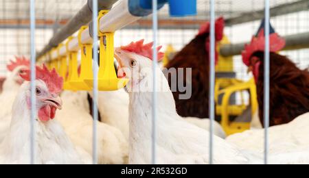 Acqua potabile bianca di pollo proveniente da impianti automatici di abbeveraggio in un allevamento di pollame. Foto Stock