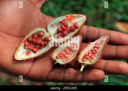 Achiote (Bixa orellana), frutta, Zanzibar, pianta rossetto, arbusto di orlean, Achiote (Bixaceae), Madagascar Foto Stock