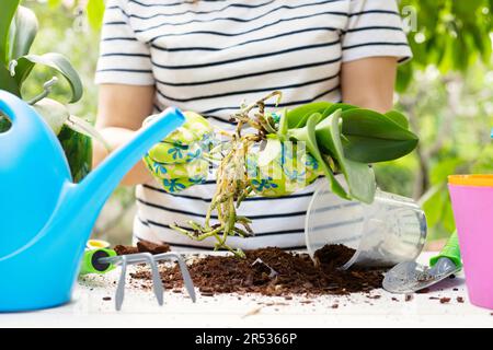 La donna nei guanti sta trapiantando la pianta delle orchidee nella nuova pentola sulla tavola bianca Foto Stock