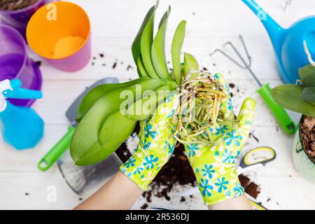 La donna nei guanti sta trapiantando la pianta delle orchidee nella nuova pentola sulla tavola bianca Foto Stock