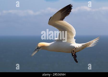 una vista ravvicinata del profilo di una gannet settentrionale in volo. Preso dalla cima della scogliera, mostra il mare e il cielo in uno sfondo chiaro Foto Stock