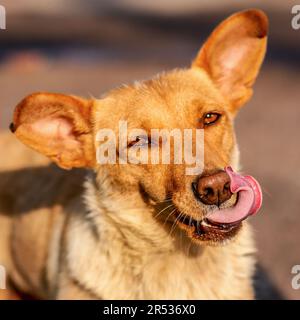 Affamato bel cane zenzero leccare le labbra Foto Stock
