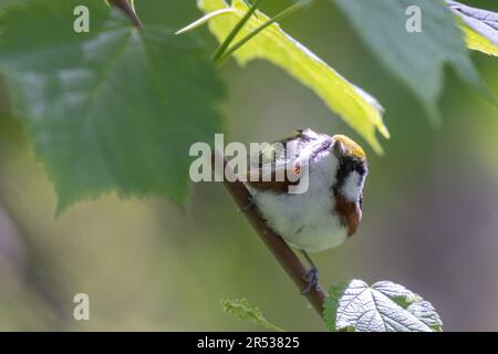 magnolia Warbler (Setophaga magnolia) in primavera Foto Stock