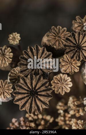 Teste asciutte di papavero su sfondo di legno vecchio. Sfondo rustico. Depressive Autunno motivo Art. Immagine verticale Foto Stock