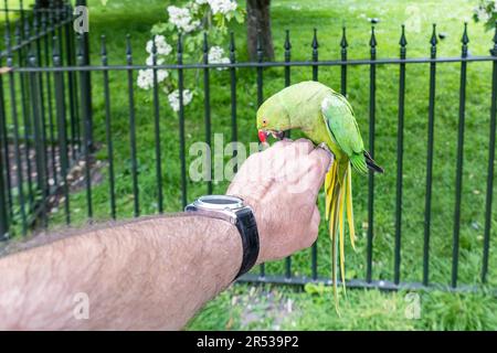 Il Parakeet (Psittacula krameri) con un anello di rosa, appollaiato sulla mano del fotografo e picchiettato la mano Foto Stock