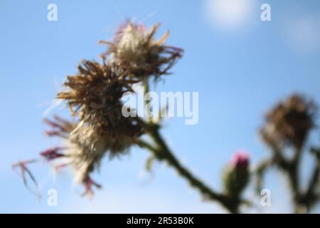 Cielo blu sullo sfondo. Bella natura. Scena autunnale. White Clouds gioco. Ramo burdock. Thistle pianta. Fiori viola. Foto Stock