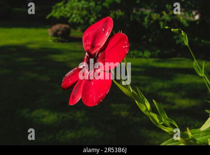 Lino rosso Linum grandiflorum sopra il giardino dal ponte Foto Stock