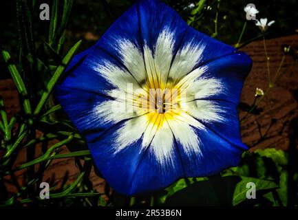 Coloratissima Gloria mattutina in piena fioritura Foto Stock