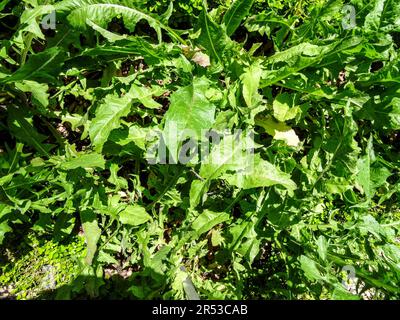Utile Cichorium intybus (salsa di cicoree), cicoria comune, foglie in primavera sole. primo piano naturale pianta alimentare Foto Stock