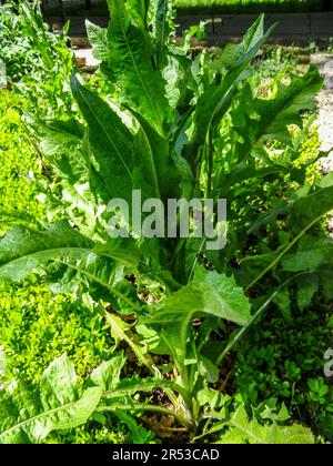 Utile Cichorium intybus (salsa di cicoree), cicoria comune, foglie in primavera sole. primo piano naturale pianta alimentare Foto Stock