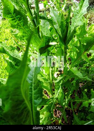 Utile Cichorium intybus (salsa di cicoree), cicoria comune, foglie in primavera sole. primo piano naturale pianta alimentare Foto Stock