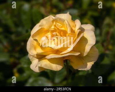 Primo piano di un unico fiore di Rosa 'mantenere sorridente' in un giardino in estate Foto Stock