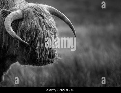 Highland Cow Portrait preso nelle Highlands scozzesi Foto Stock