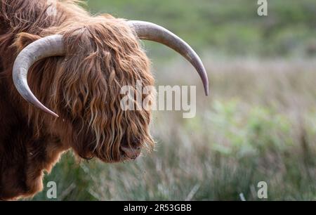 Highland Cow Portrait preso nelle Highlands scozzesi Foto Stock