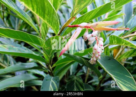 Fiorente Alpinia zerumbet variegata, o zenzero di conchiglia, al Chiang Kai-Shek Memorial Park di Taipei, Taiwan; gemme e fiori rosa e bianchi allo zenzero. Foto Stock