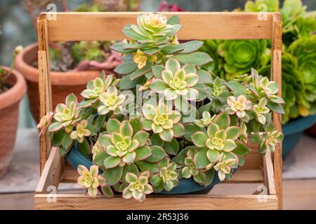 Piante succulente. Primo piano di un Aeonium haworthii Kiwi, bella rosetta di foglie verdi con bordi rosa. Foto Stock