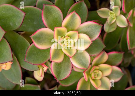 Piante succulente. Primo piano di un Aeonium haworthii Kiwi, bella rosetta di foglie verdi con bordi rosa. Foto Stock