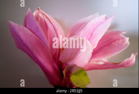 Fiore di magnolia rosa isolato su fondo scuro con profondità di campo piena Foto Stock