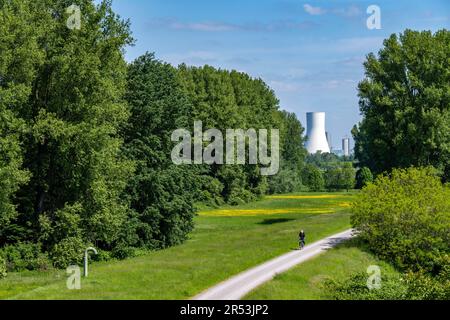 Prati del Reno nei pressi di Duisburg-Beeckerwerth, sentiero pedonale, pista ciclabile sulla diga del Reno, vista della centrale elettrica di STEAG Walsum, centrale a carbone, NRW, G Foto Stock