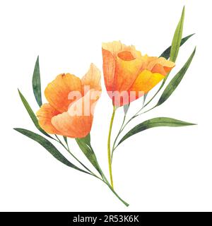 Bouquet con arance acquerello california papaveri isolati. Illustrazione dipinta a mano con fiori arancio brillante per progettare inviti, cartoline e. Foto Stock