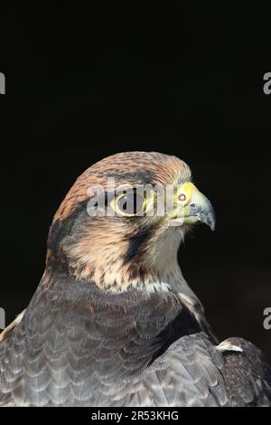 A Lanner Falcon (Falco biarmicus) espone il suo affascinante piumaggio nel Sunshire al festival Great Missenden Food, il 2023 aprile. Foto Stock