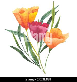 Bouquet con acquerello rosso e arancio papaveri californiani isolati. Illustrazione dipinta a mano con fiori arancioni luminosi per gli inviti di disegno Foto Stock