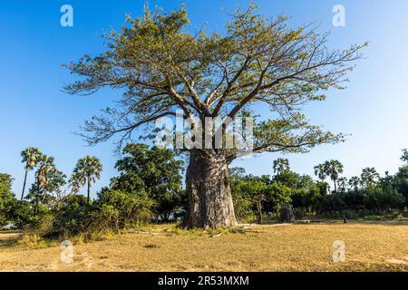 Baobab in Malawi. Secondo la leggenda, anche gli dei erano gelosi delle dimensioni di questi alberi, dopo di che li sradicarono e li piantarono nella maniera sbagliata. Il tronco di questo baobab mostra chiaramente i segni di graffio delle zanne di elefante. Durante la stagione asciutta, questi alberi servono come serbatoi fluidi. Parco Nazionale Malawi Liwonde Foto Stock