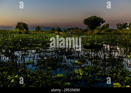 Atmosfera serale sul fiume Shire. Sullo sfondo i pescatori nel loro dugout possono essere visti pagaiare lungo la recinzione di confine per il parco nazionale. Liwonde National Park, Malawi. Le ninfee di Monet in Africa. Prima che le barche raggiungano il fiume Shire, devono manovrare attraverso una rete di piante acquatiche Foto Stock