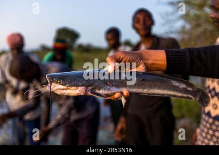 Acquisto di pesce direttamente dalla barca sul fiume Shire. Parco Nazionale di Liwonde, Malawi Foto Stock