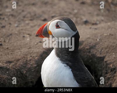 Primo piano del singolo Puffin Atlantico (Fratercula artica) che emerge dal buco nido sulla cima della scogliera nelle Isole Farne, Northumbria, Inghilterra, Regno Unito Foto Stock