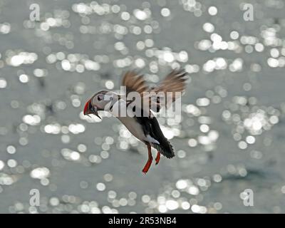 Le ali diffondono il Puffin Atlantico (Fratercula artica) in volo con il becco pieno di cicerelli sulle Isole Farne, Northumbria, Inghilterra, Regno Unito Foto Stock