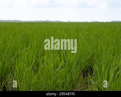 Primo piano di riso nella fase di lavorazione in una risaia in Louisiana Foto Stock