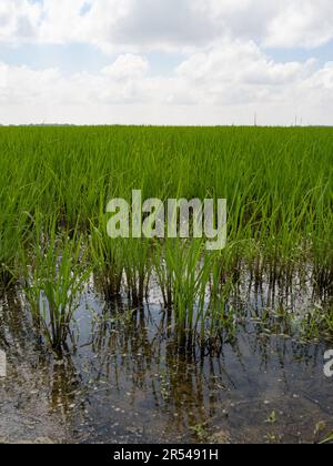 Risone allagato in Louisiana con riso nella fase di crescita della coltivazione e nuvole in testa. Foto Stock